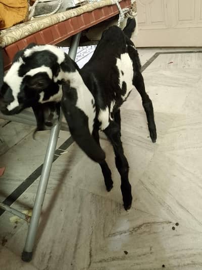 goat for sell urjant