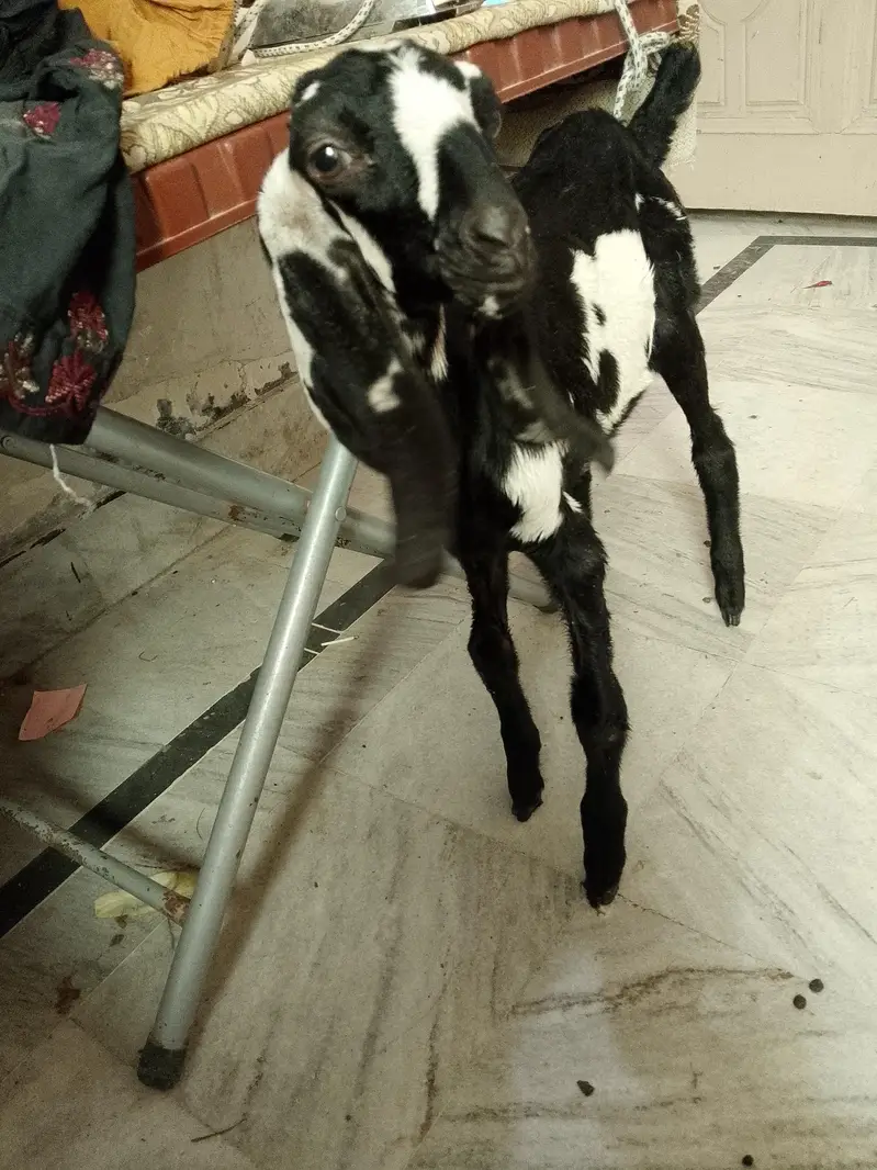 goat for sell urjant — photo 2