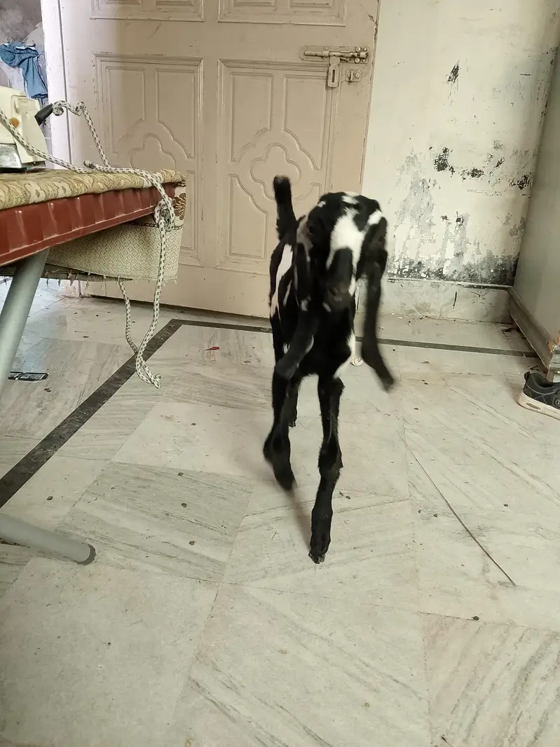 goat for sell urjant — photo 3