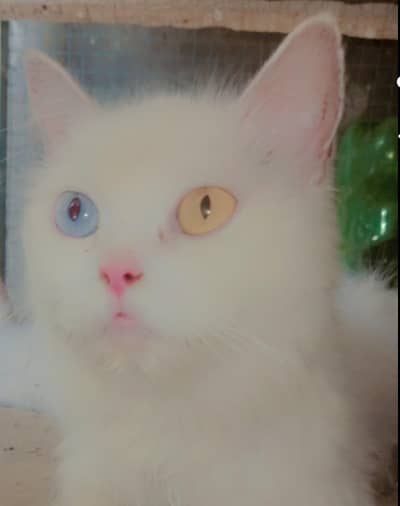 od eyes female