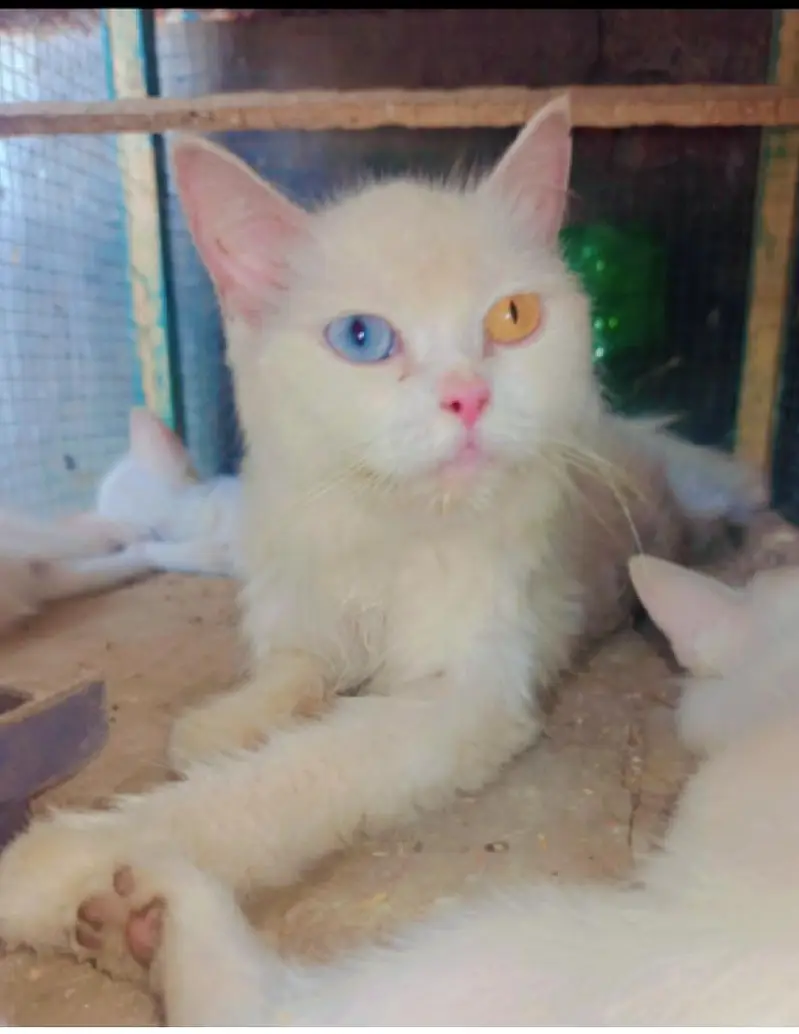 od eyes female — photo 2
