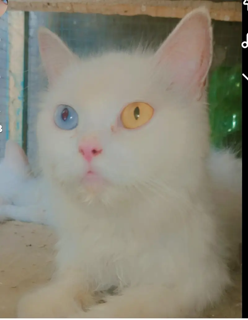 od eyes female — photo 3