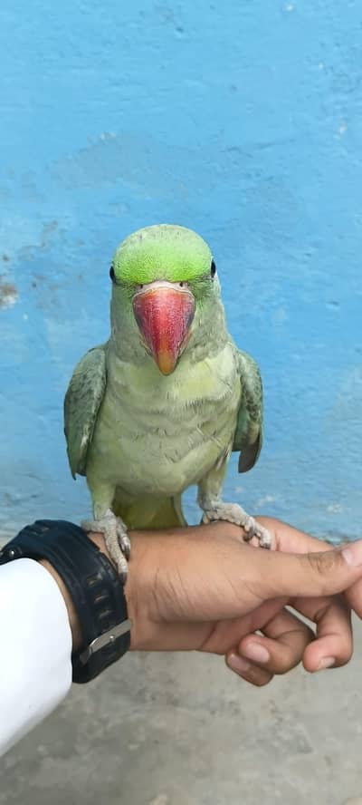 Rah Parrot baby