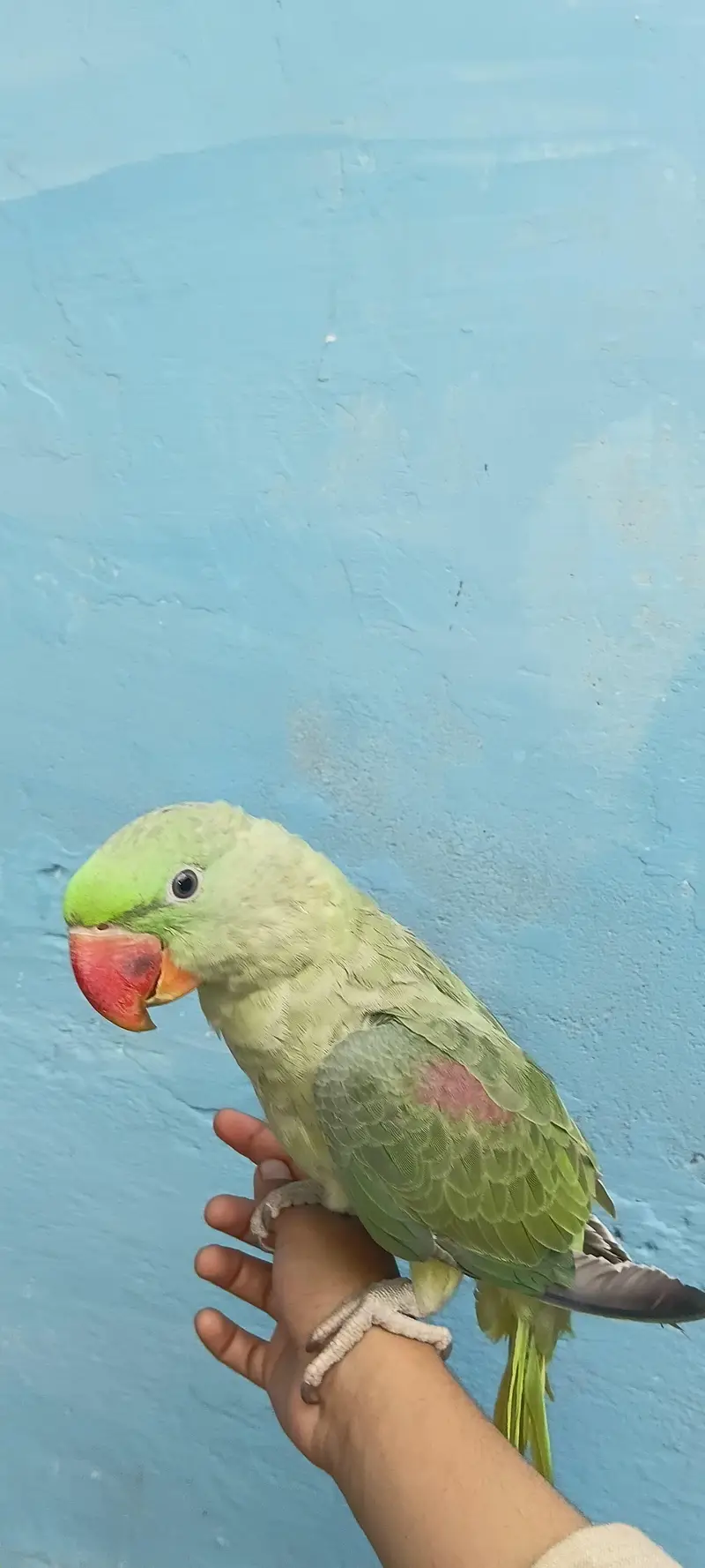 Rah Parrot baby — photo 2