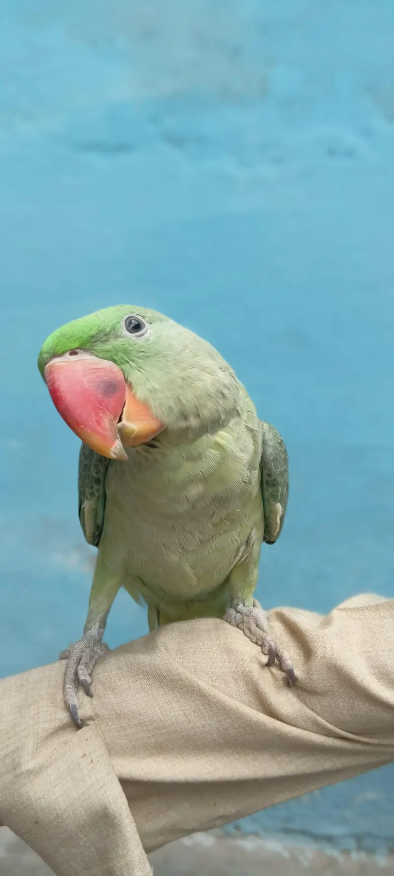 Rah Parrot baby — photo 3