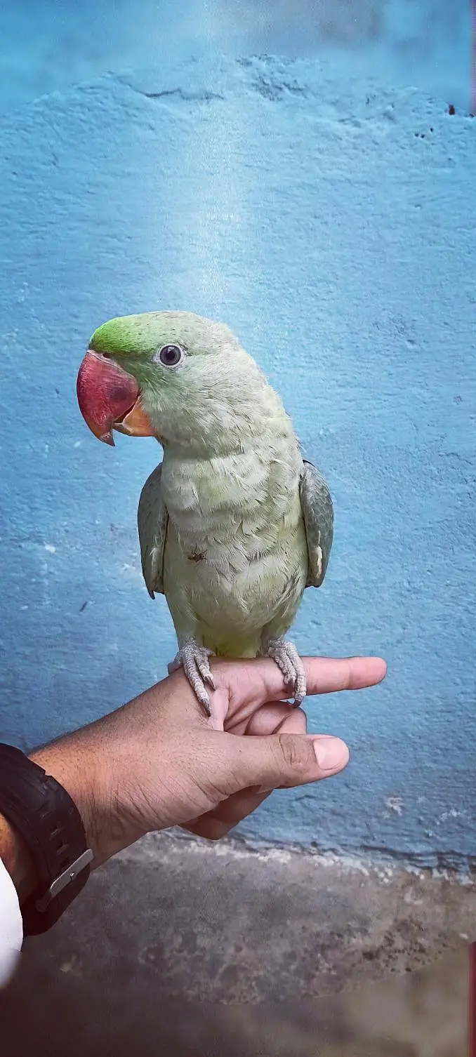 Rah Parrot baby — photo 4