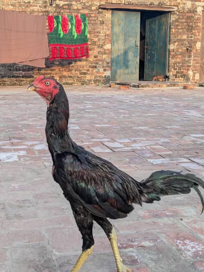 5 male female for sale
