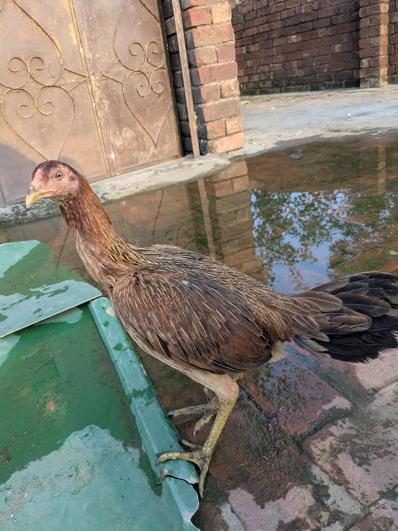 5 male female for sale — photo 2