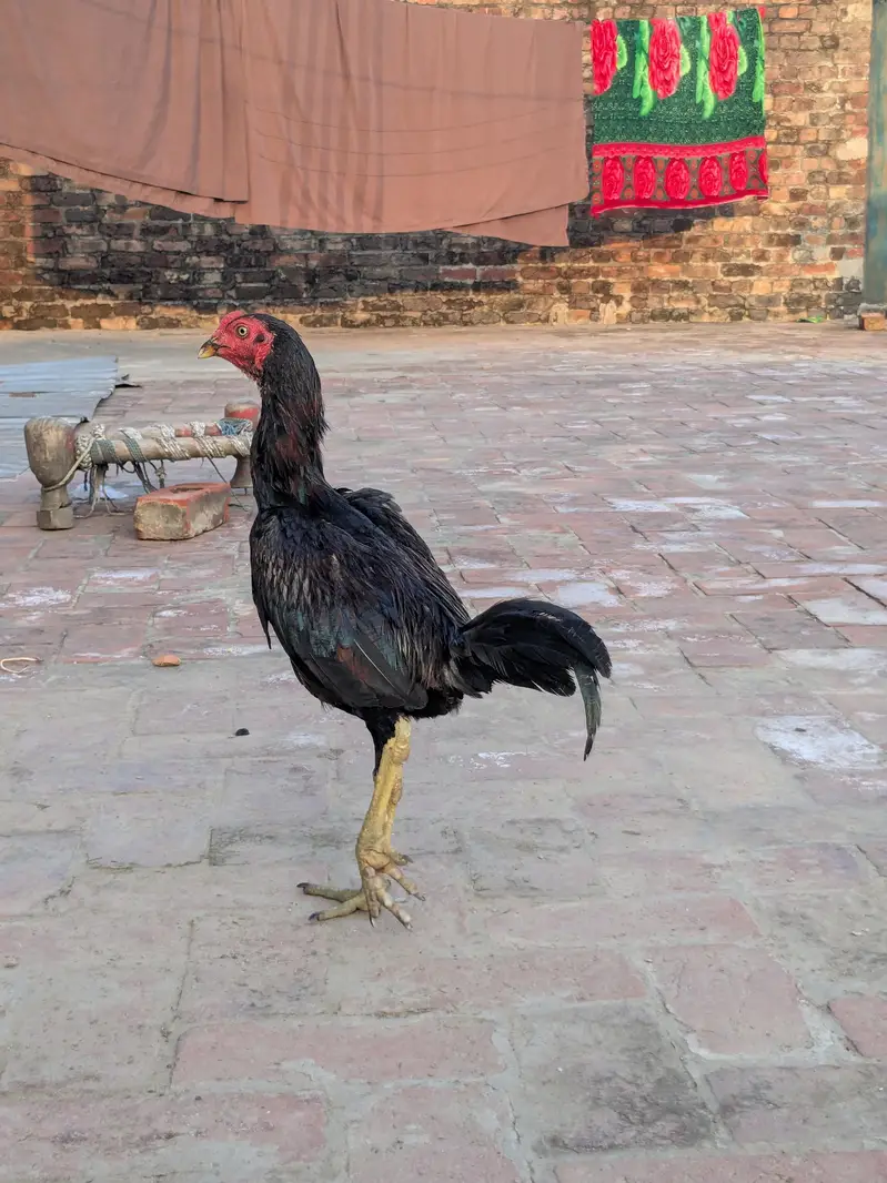 5 male female for sale — photo 3