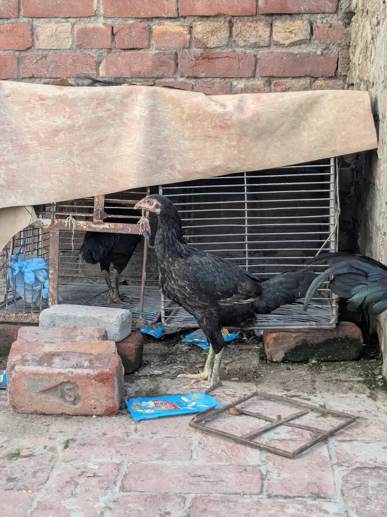 5 male female for sale — photo 4