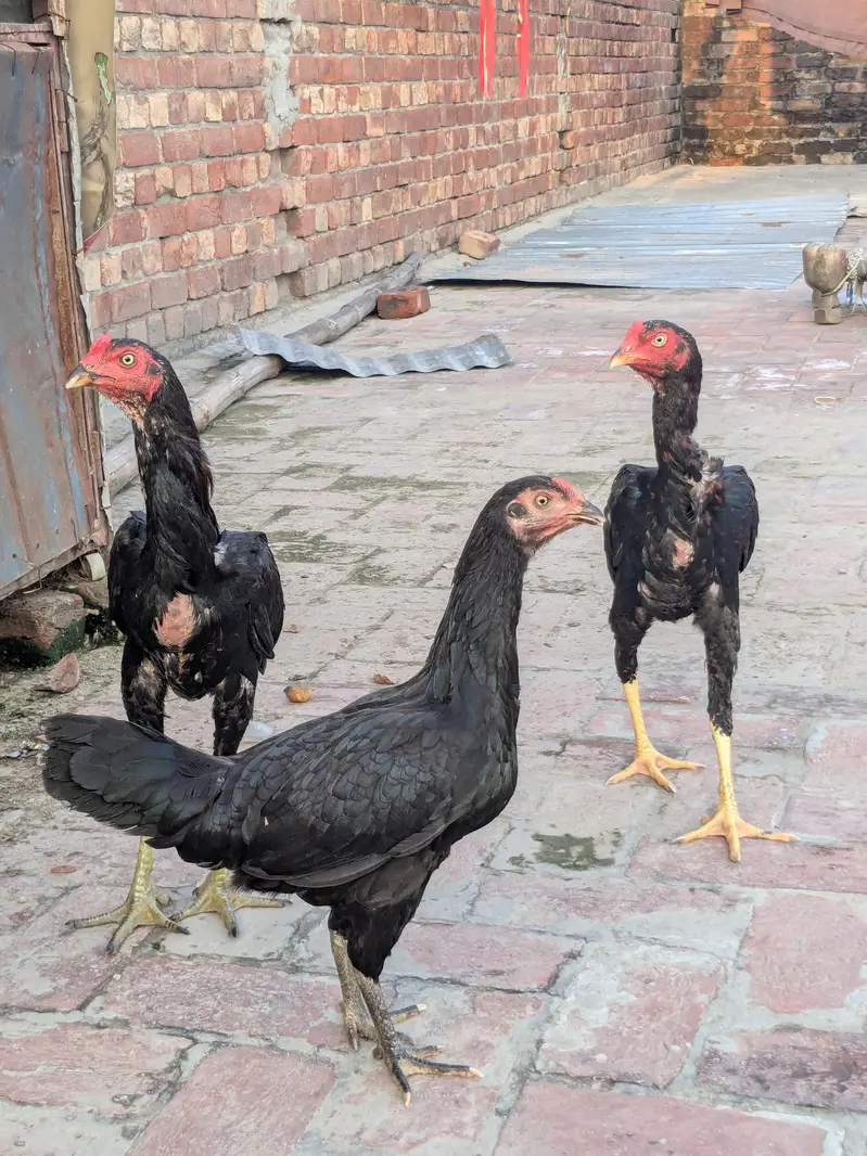 5 male female for sale — photo 5