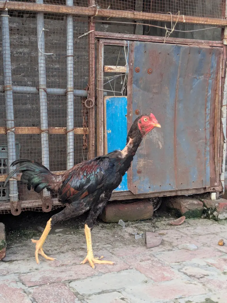 5 male female for sale — photo 6