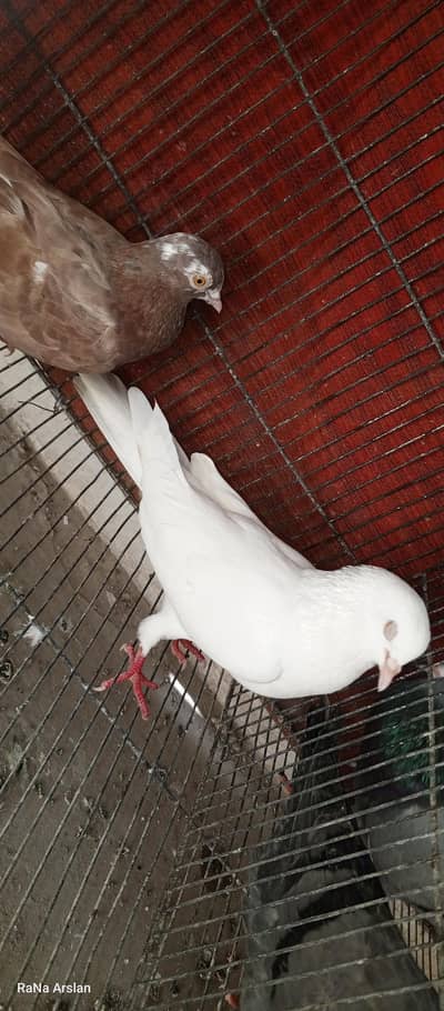 high flyer pigeon for sell baziyo wale hai