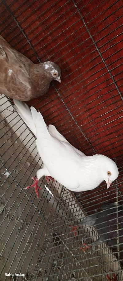 high flyer pigeon for sell baziyo wale hai