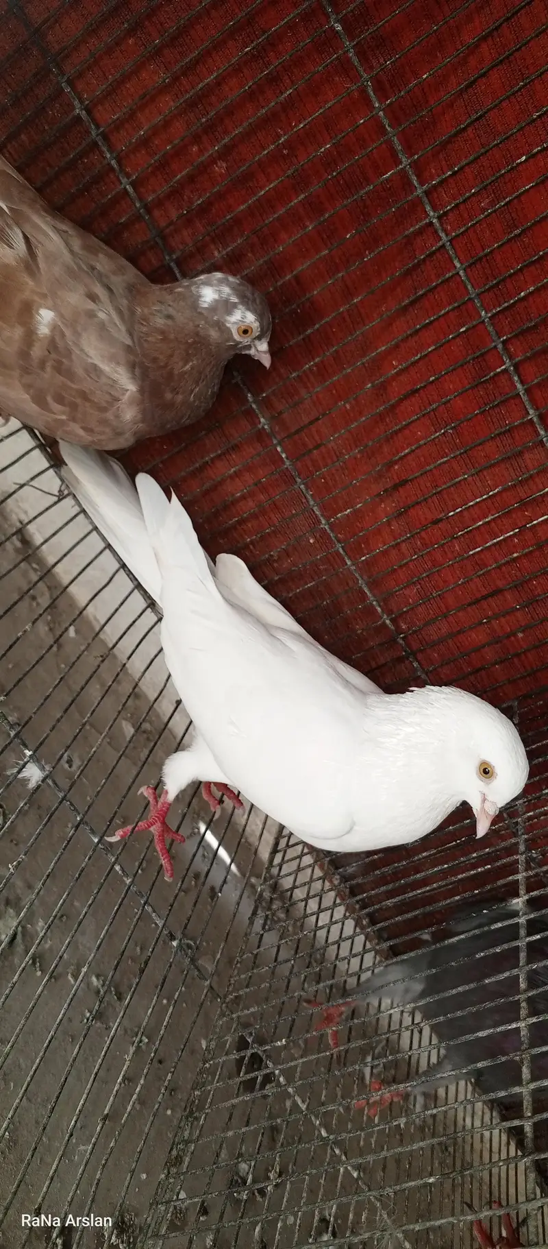 high flyer pigeon for sell baziyo wale hai — photo 2