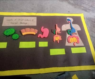 School Projects