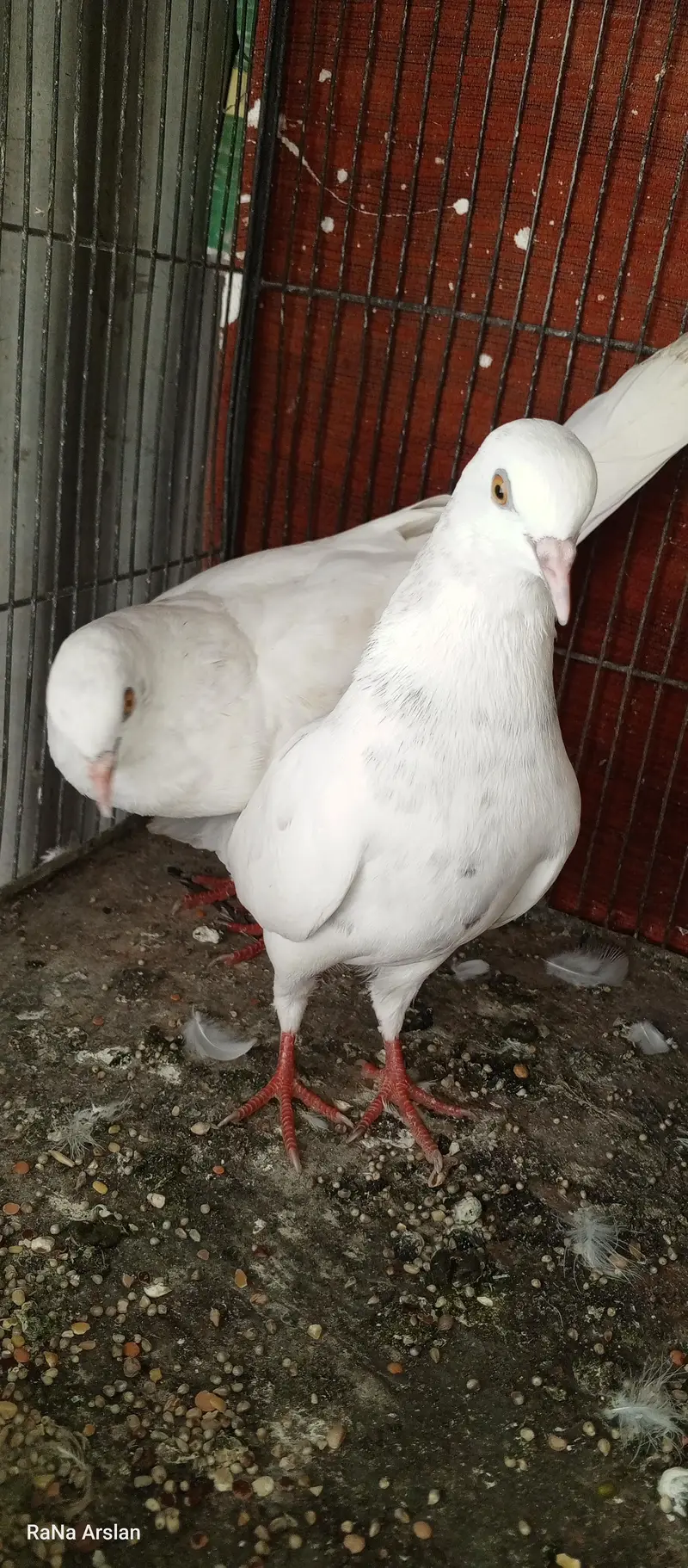 high flyer pigeon for sell baziyo wale hai — photo 3