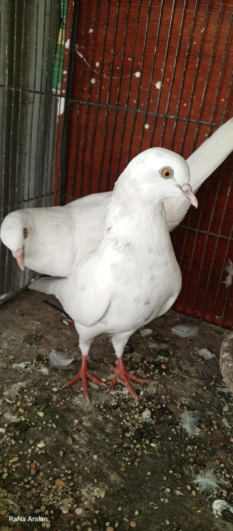 high flyer pigeon for sell baziyo wale hai — photo 4