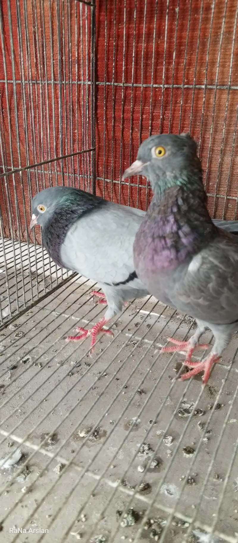 high flyer pigeon for sell baziyo wale hai — photo 5