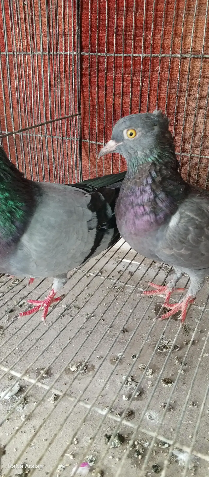 high flyer pigeon for sell baziyo wale hai — photo 6