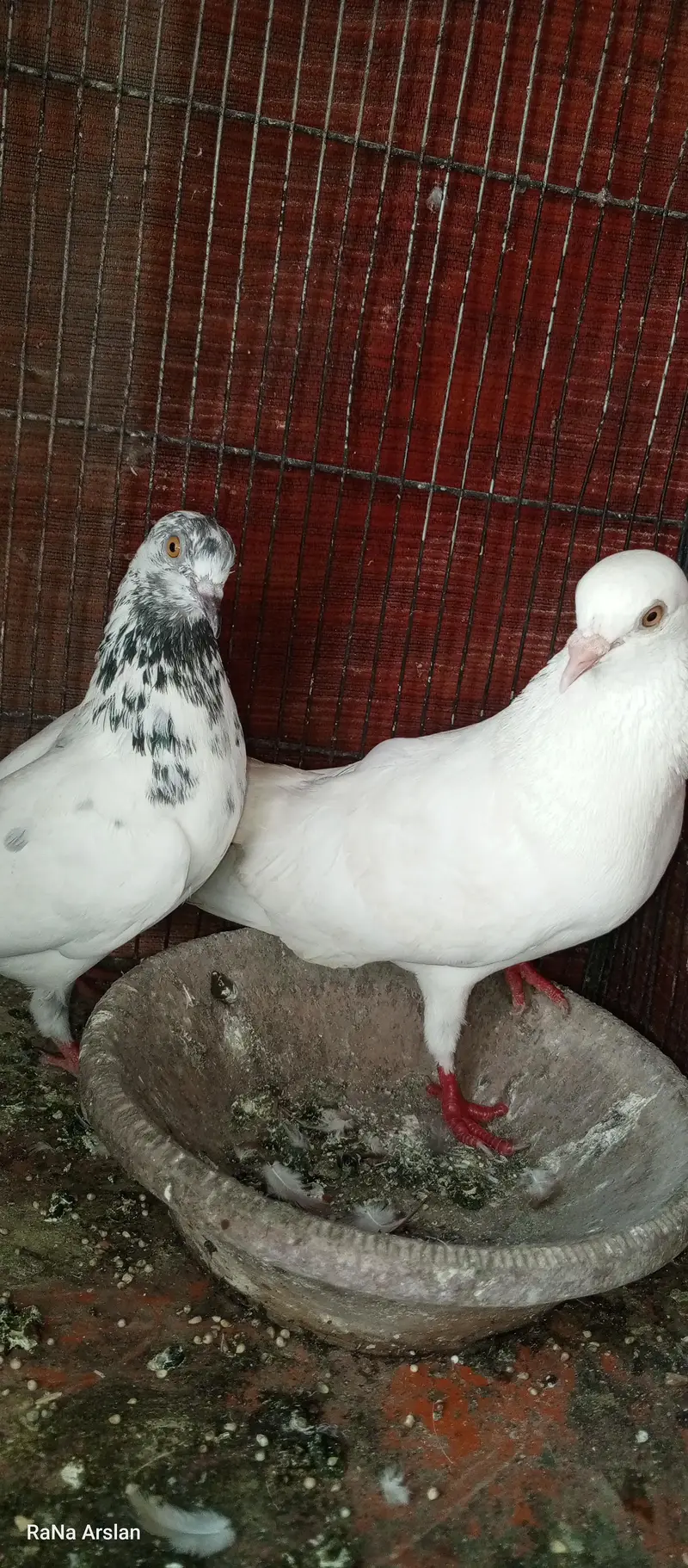 high flyer pigeon for sell baziyo wale hai — photo 7