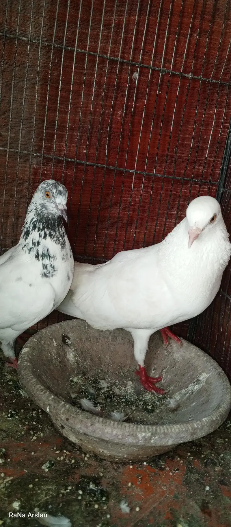 high flyer pigeon for sell baziyo wale hai — photo 8