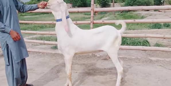 Bakra for sale call me+03242213919