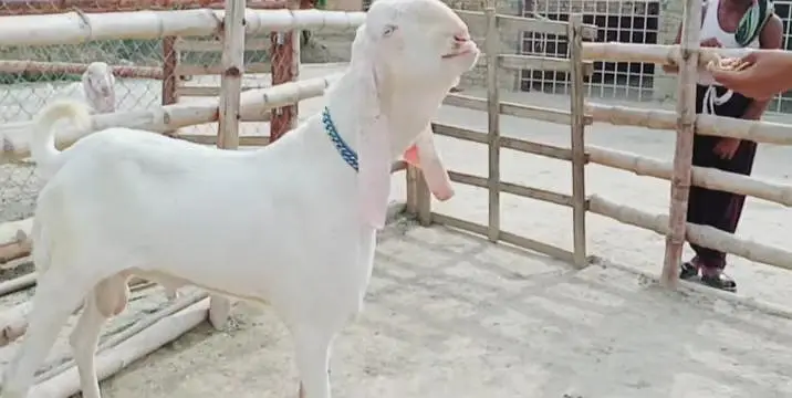 Bakra for sale call me+03242213919 — photo 3