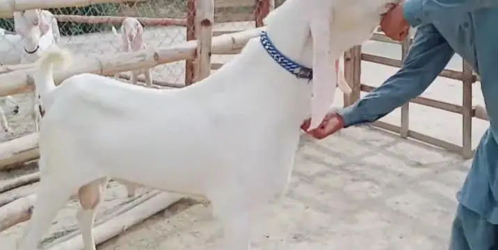 Bakra for sale call me+03242213919 — photo 4