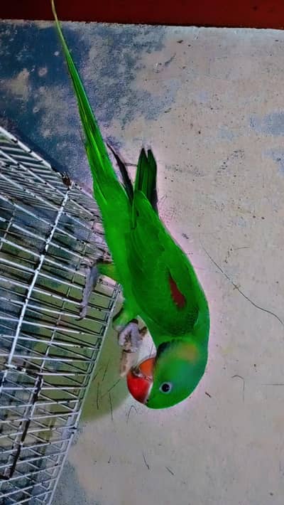 Alexander raw parrot