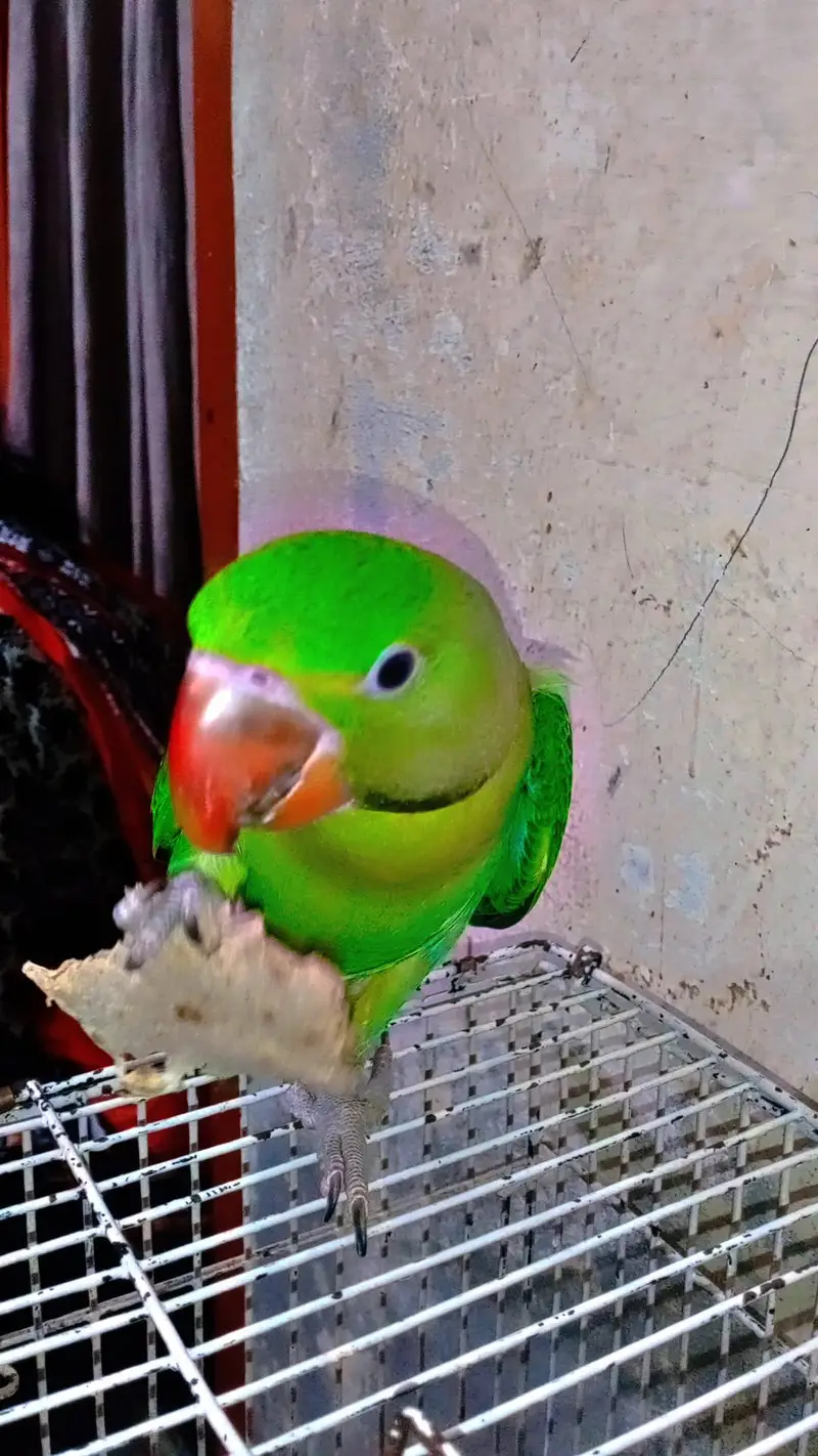 Alexander raw parrot — photo 2