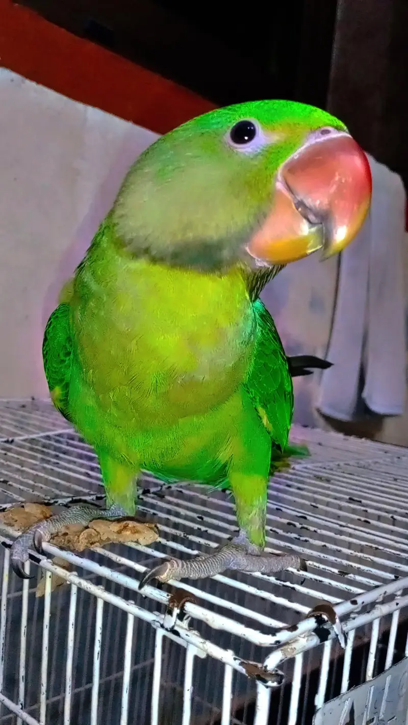 Alexander raw parrot — photo 3