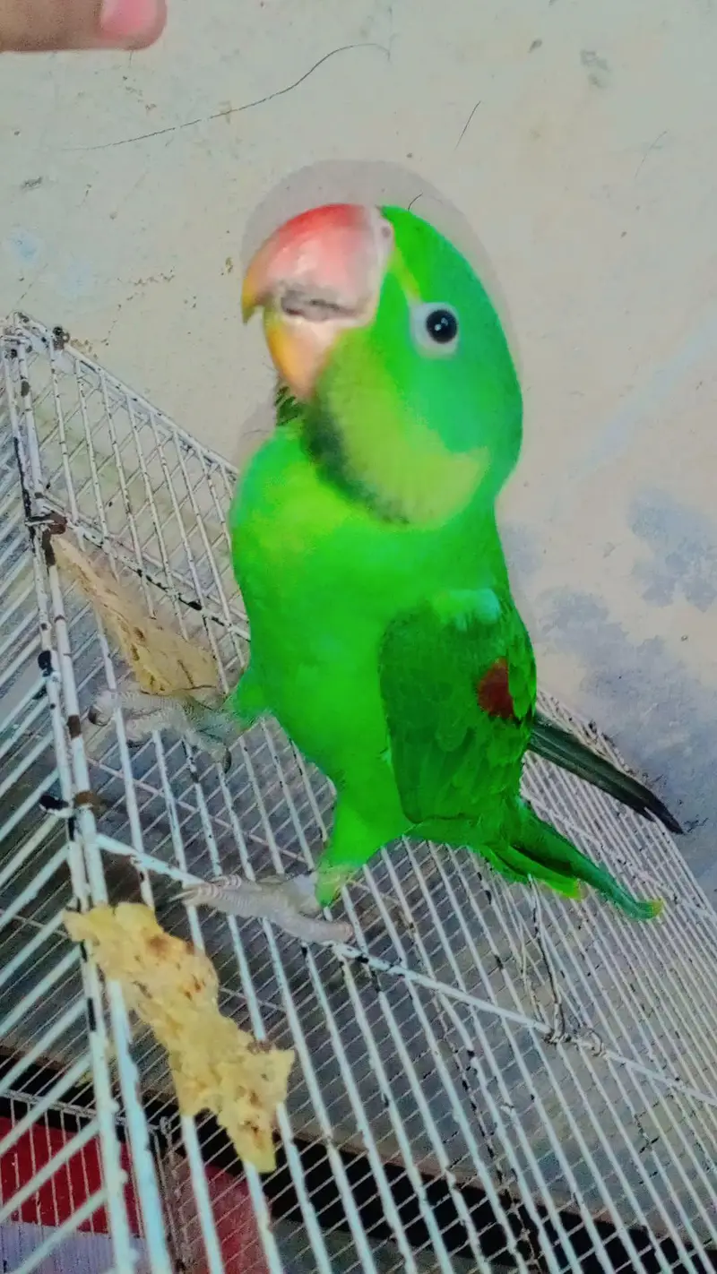 Alexander raw parrot — photo 4