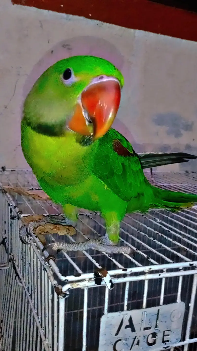 Alexander raw parrot — photo 5