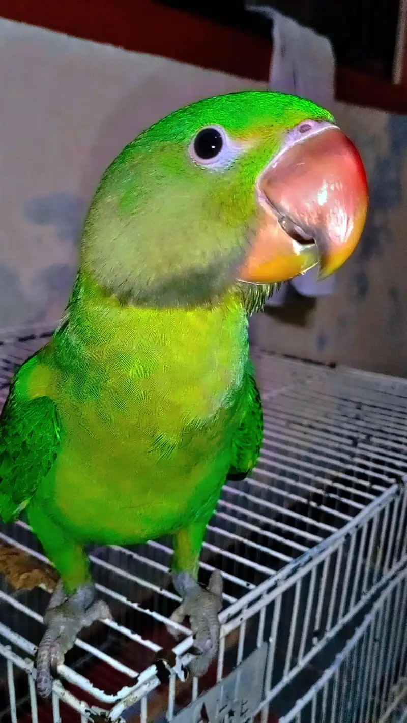 Alexander raw parrot — photo 6