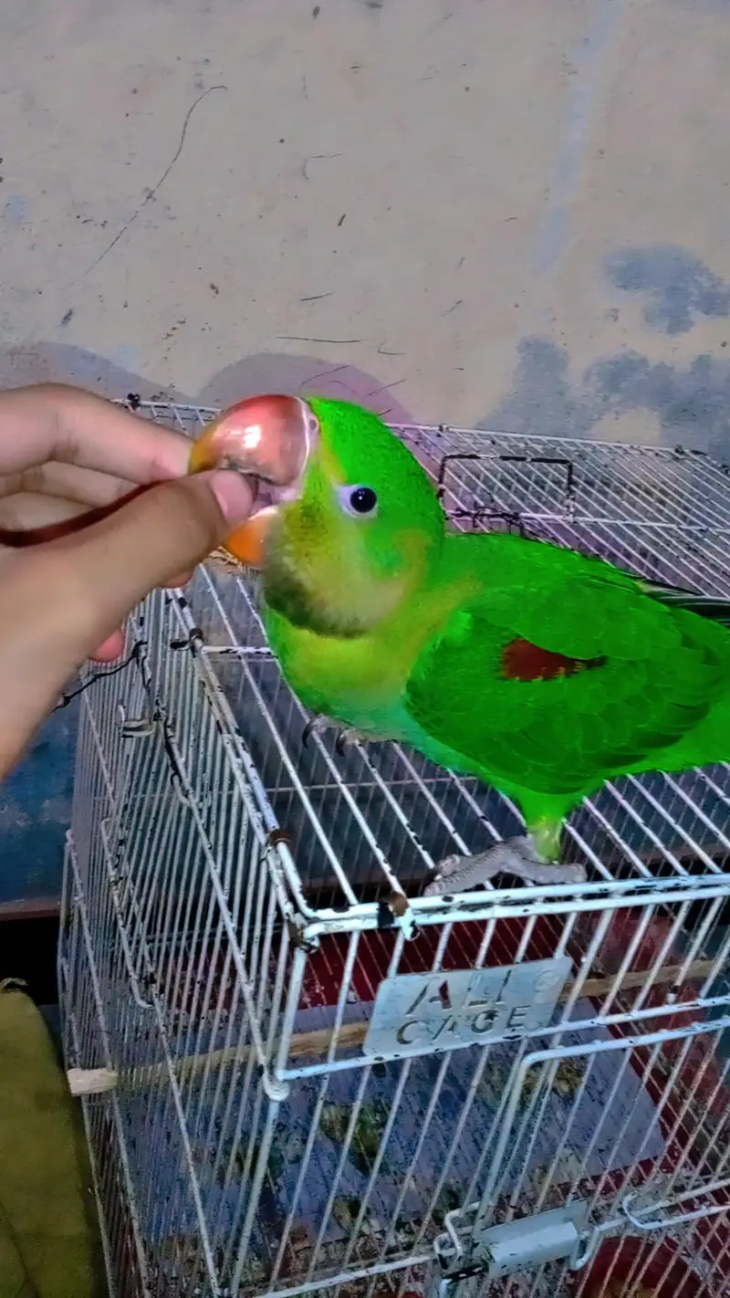 Alexander raw parrot — photo 7