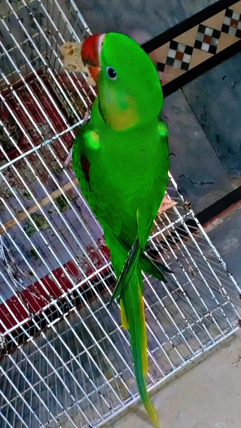 Alexander raw parrot — photo 8