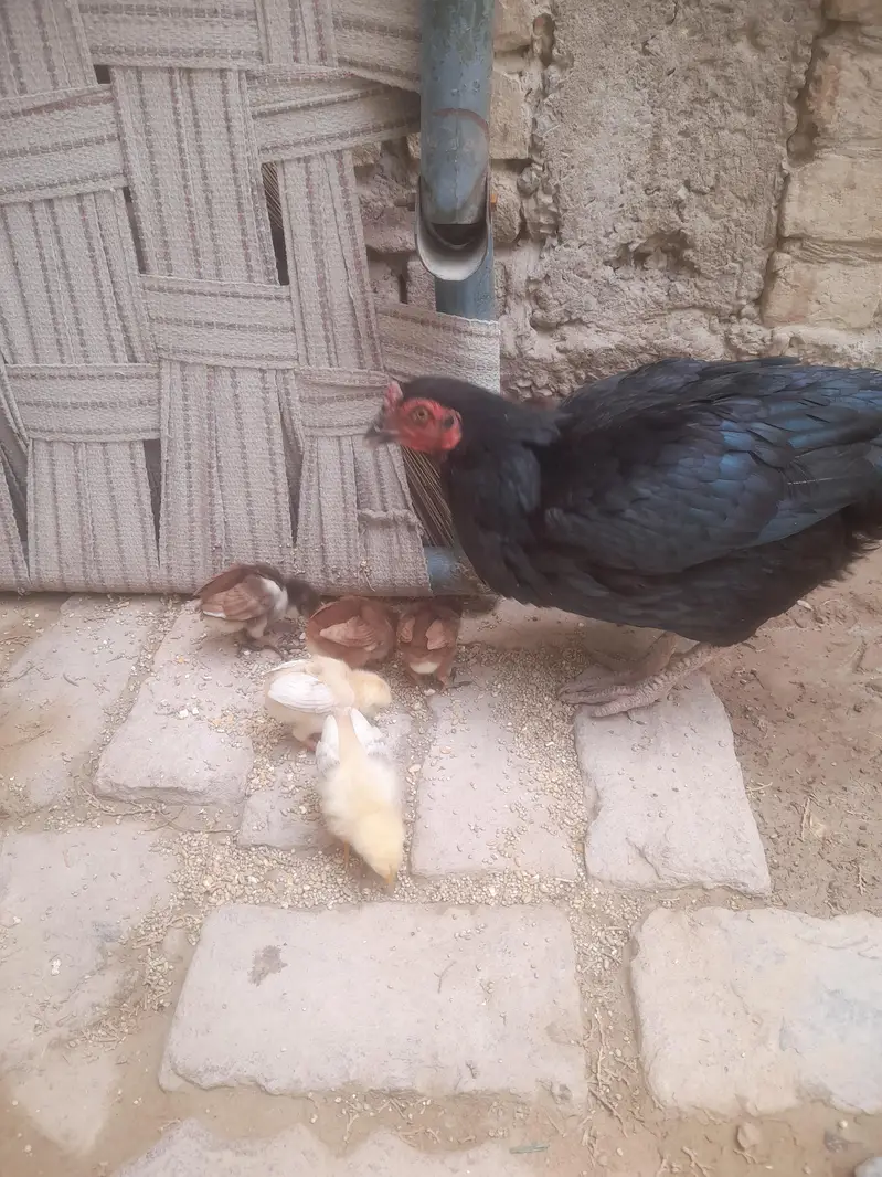 7 choose hen eske 7 — photo 2