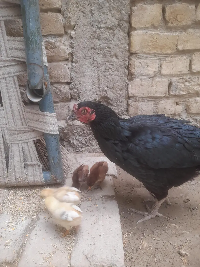 7 choose hen eske 7 — photo 3