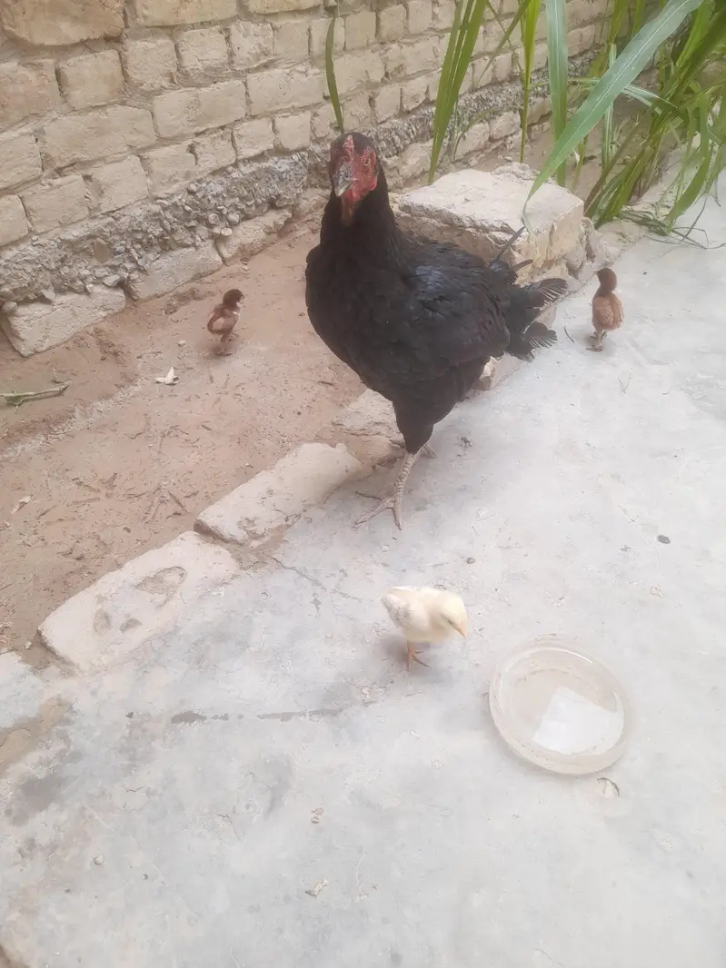 7 choose hen eske 7 — photo 4