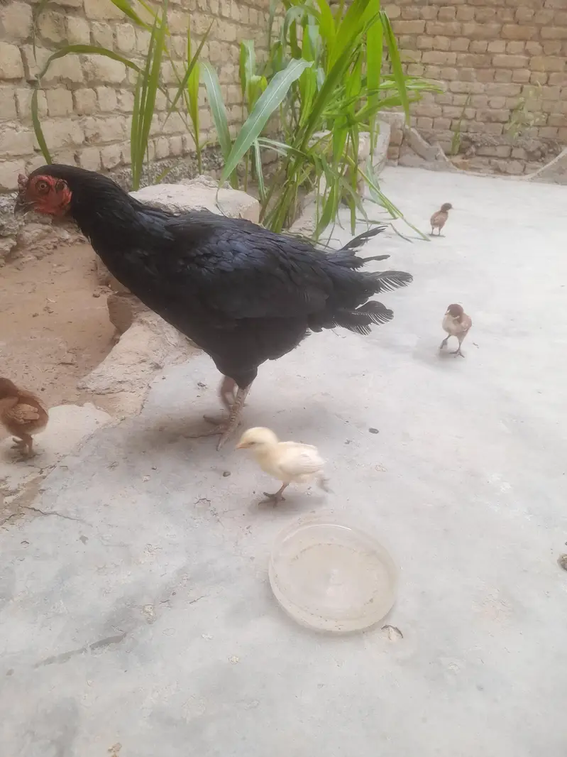 7 choose hen eske 7 — photo 5