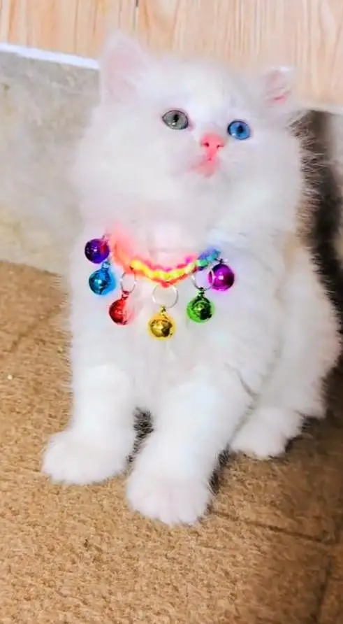 (Persian female kitten) (for sale all) (Pakistan delivery available) — photo 2