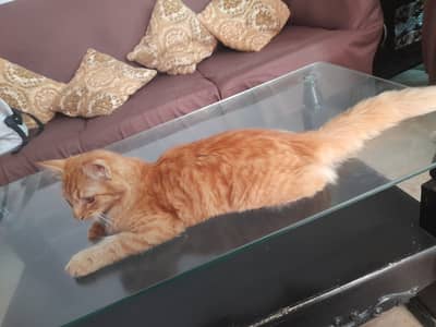 tabby orange cat