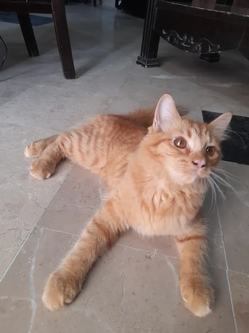 tabby orange cat — photo 3