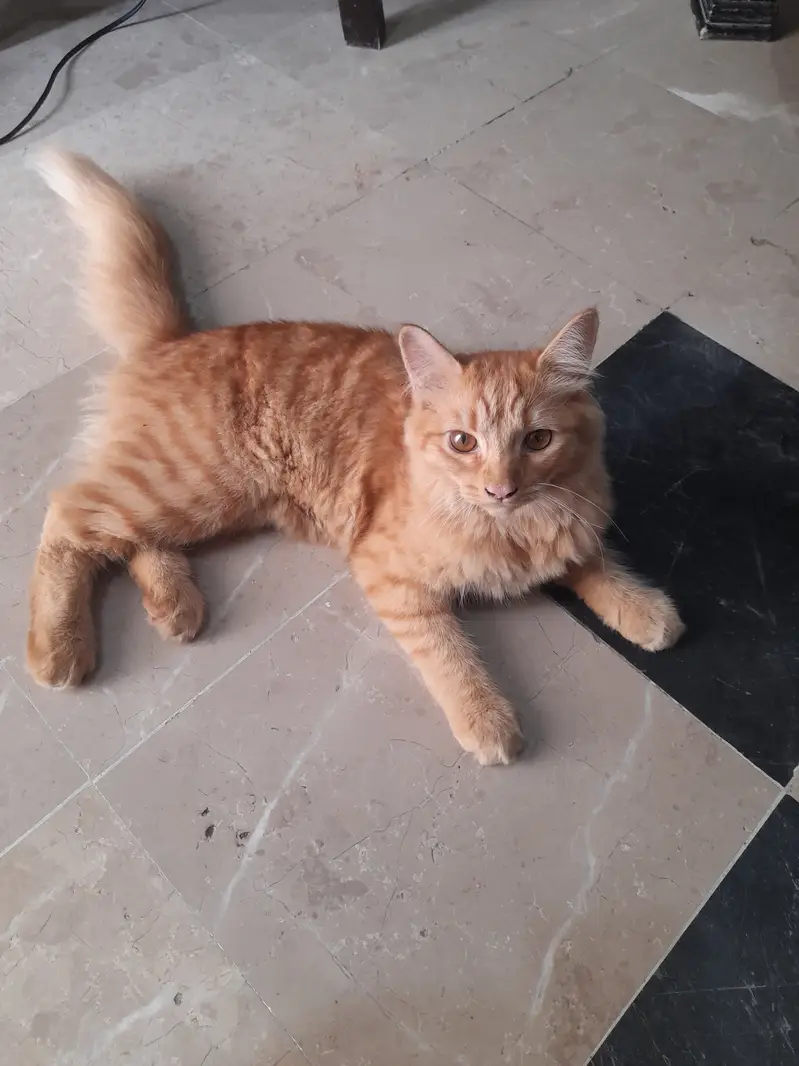 tabby orange cat — photo 4