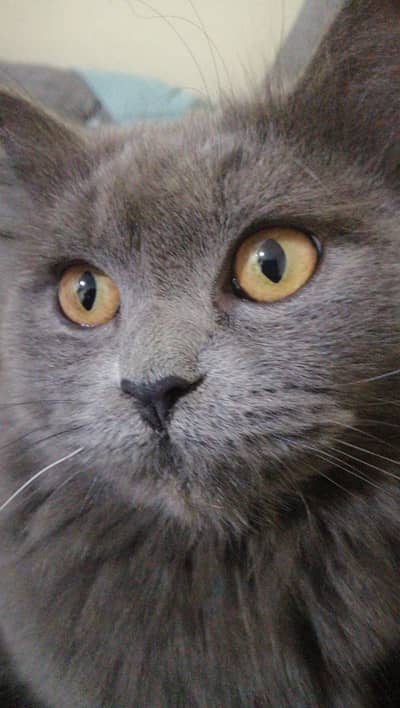 Grey persian cat