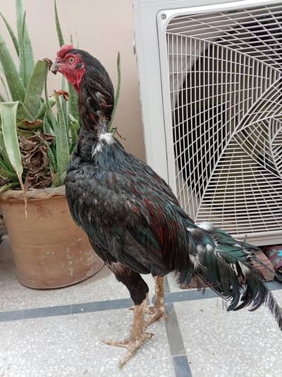 Aseel Murga Murgi Chicks For Sale