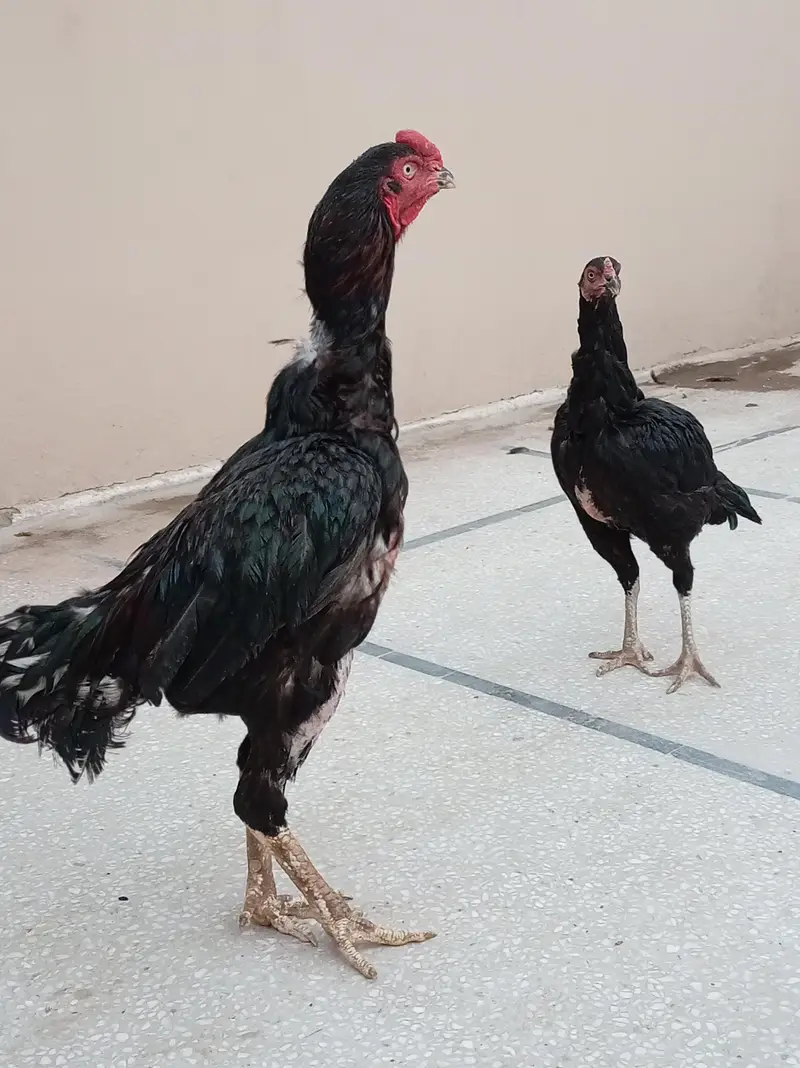 Aseel Murga Murgi Chicks For Sale — photo 2