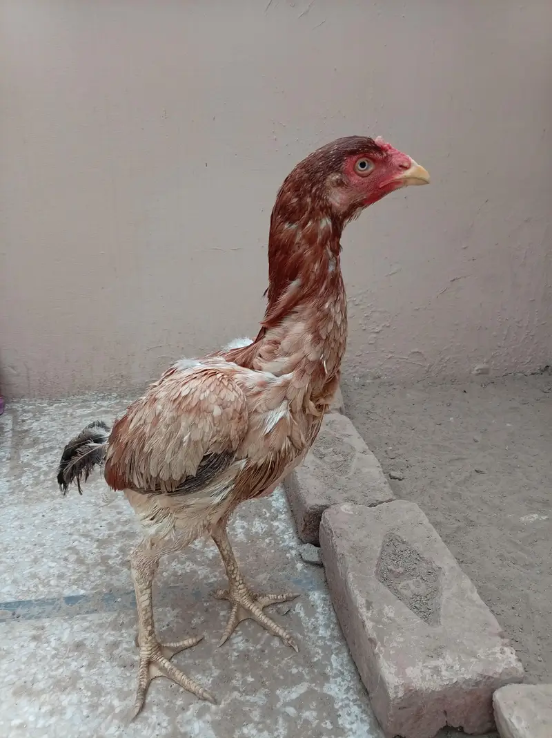 Aseel Murga Murgi Chicks For Sale — photo 3