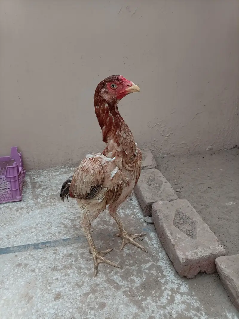 Aseel Murga Murgi Chicks For Sale — photo 4